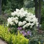 Hydrangea Bobo&reg; Panicle Hydrangea