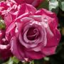 Heirloom Hybrid Tea Rose