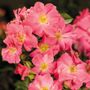 Beach Blanket Ground Cover Rose