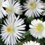 Delosperma Jewel of Desert Moonstone