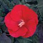 Hibiscus Midnight Marvel Rose Mallow