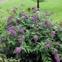Buddleia Lo & Behold&reg; Purple Haze