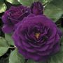 Ebb Tide&trade; Floribunda Rose
