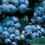 Vaccinium Tophat Blueberry