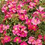 Party Dress Ground Cover Rose