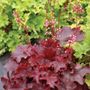 Heuchera Fire Chief