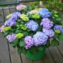 Hydrangea Lets Dance&reg; Rhythmic Blue&reg; Bigleaf Hydrangea
