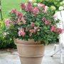 Hydrangea Little Quick Fire&reg; Panicle Hydrangea