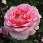 Dr. Jane Goodall Hybrid Tea Rose