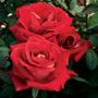 Grateful Heart&reg; Hybrid Tea Rose