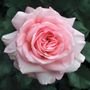 Savannah&trade; Sunbelt&reg; Hybrid Tea Rose