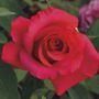 April Moon&reg; Hybrid Tea Rose