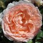 Parfuma&reg; Bliss Hybrid Tea Rose