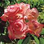 Gemini Hybrid Tea Rose