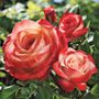 Sheer Magic Hybrid Tea Rose