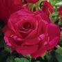 Voluptuous! Hybrid Tea Rose