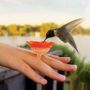 Hummingbird Ring Feeder