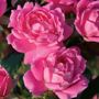 Pink Double Knock Out&reg; Shrub Rose