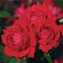 Double Knock Out&reg; Shrub Rose