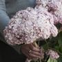 Hydrangea Incrediball&reg; Blush Smooth Hydrangea