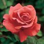 Fragrant Cloud Hybrid Tea Rose