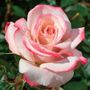 Pinkerbelle&trade; Hybrid Tea Rose
