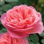 Sweet Mademoiselle&trade; Hybrid Tea Rose
