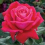 Sweet Spirit&trade; Grandiflora Rose