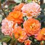 Tangerine Flames Climbing Rose