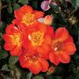 Honey Bee Lovely Ground Cover Rose