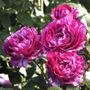 Show Your Stripes Grandiflora Rose