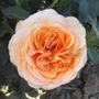 Double Easy Orange Floribunda Rose