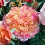 Crazy Love&trade; Sunbelt&reg; Grandiflora Rose
