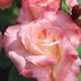 Elegant Lady Hybrid Tea Rose