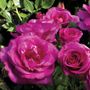 Sweet Intoxication Floribunda Rose