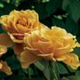Alexs Lemonade Stand Grandiflora Rose