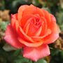 Ay Caramba! Floribunda Rose