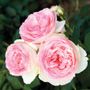 Eden Climber&reg; Climbing Rose