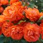 Mandarin Sunset Floribunda Rose