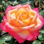 Enchanted Peace&trade; Hybrid Tea Rose