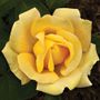 Eternal Flame&trade; Hybrid Tea Rose