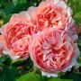 Princesse Charlene de Monaco&reg; Hybrid Tea Rose