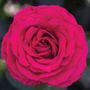 Stiletto&trade; Hybrid Tea Rose