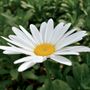 Leucanthemum Becky Daisy