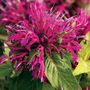 Monarda Balmy&trade; Purple Bee Balm