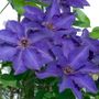 Clematis The President