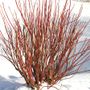 Cornus Arctic Fire&reg; Red Dogwood