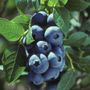 Vaccinium Chippewa Blueberry