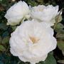 Bolero&trade; Floribunda Rose