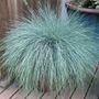 Festuca Beyond Blue&trade; Ornamental Fescue